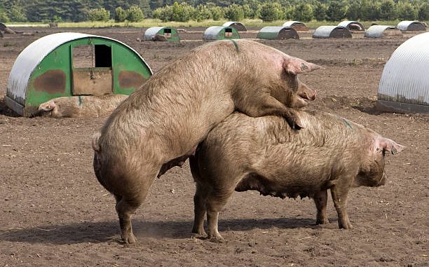Pigs mating Pigs mating