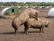Pigs mating