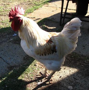 Isa brown cock
