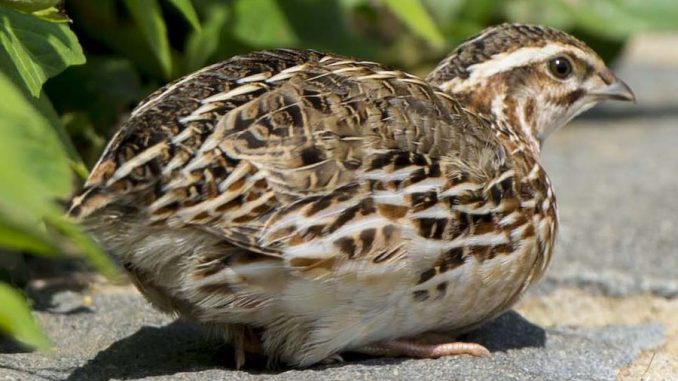 Japanese quail