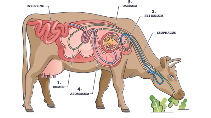 Ruminant digestive system