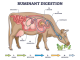 Ruminant digestive system