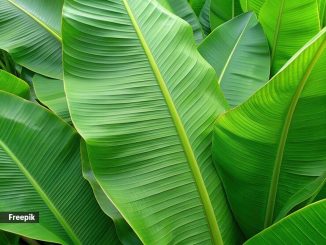 Plantain leaves