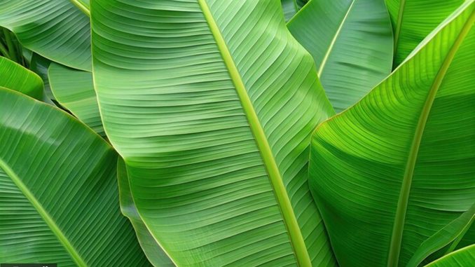 Plantain leaves