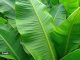 Plantain leaves