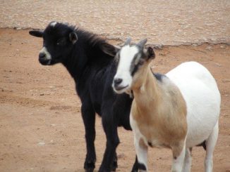 West african dwarf goat